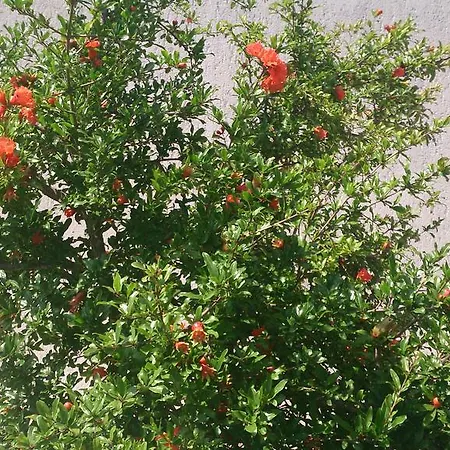 Garden Apartment Maria Vrsar Room photo